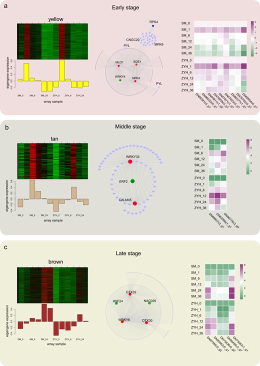 a Coexpression network of the yellow module. b Coexpression network of the tan module. c Coexpression network of the brown module. The coexpressed genes in each module are shown in heatmaps and bar graphs (left). The red rectangles in the heatmap represent high expression; the green rectangles represent low expression. The network of top hub genes is indicated by larger circles and the red color in the network (middle). Transcription factors with strong regulatory relationships (weight >0.3) in the yellow modules are indicated by larger circles and green color in the network. The dots around the circle represent other coexpressed genes indicated by small dots, and the relationships are connected by lines. The heatmaps (right) show the expression of the top hub genes and transcription factors that present strong regulatory relationships with the top hub genes