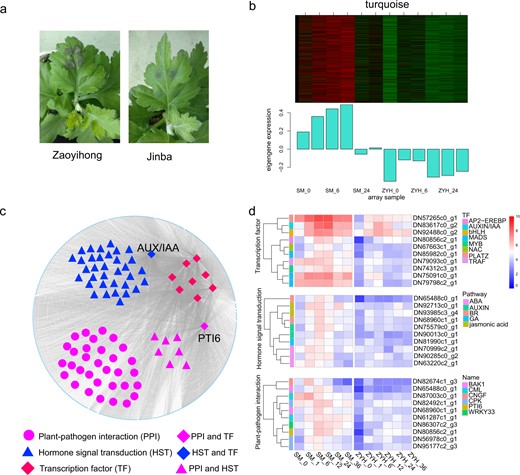 a Phenotype of Chrysanthemum leaves at 12 h post inoculation in ‘Jinba’ and ‘Zaoyihong’. b The coexpressed genes are shown in heatmaps and bar graphs in the turquoise module. The red rectangles in the heatmap represent high expression; the green rectangles represent low expression. c The turquoise module was visualized by Cytoscape. Differently expressed transcription factors are indicated in larger red, blue, or purple quadrangles. Larger purple circles, triangles, or quadrangles represent differentially expressed genes involved in the plant-pathogen interaction pathway. Differentially expressed genes involved in the hormone signal transduction pathway are indicated in larger blue or purple triangles and larger blue quadrangles. d Heatmaps showing the expression profile of DEGs involved in PPI and HST and transcription factors in the turquoise module. The color represents the expression levels of genes in the module as shown in the figure legend