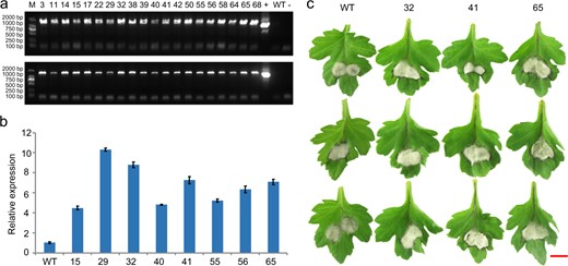 a Electrophoresis detection of transgenic lines. 3–68: Overexpressing lines; + Positive control (Plasmid DNA), − Negative control (H2O), WT Wild-type ‘Jinba’. Up: PCR primers CmWRKY33.1-ID-F1/R1 were used for amplification of the pMDC43-CmWRKY33.1 vector in the transformation lines. Down: PCR primers CmWRKY33.1-ID-F2/R2 were used for amplification of the pMDC43-CmWRKY33.1 vector in the transformation lines. b Relative expression of CmWRKY33.1 in the overexpression lines. c Phenotypic differences of wild-type and CmWRKY33.1-overexpressing lines. Bar = 10 mm