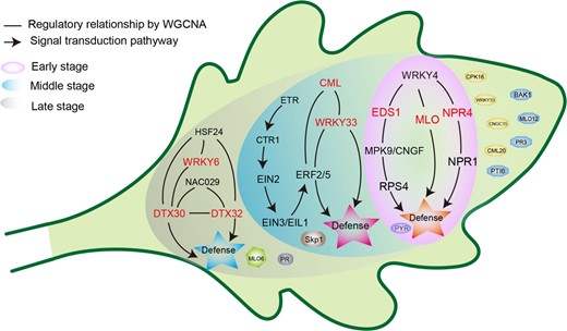 Different background colors represent the response of Chrysanthemum leaves to A. alternata infection at different stages, and the gene regulatory networks at different stages are shown in different color backgrounds. The correspondence between the background color and the infection stage is shown in the figure legend. Genes responding specifically to A. alternata infection in the resistant cultivar ‘Jinba’ are displayed in the green background of the leaf