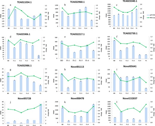 The expression patterns of 12 genes by qRT-PCR and RNA-seq analyses: a TEA011034.1. b TEA022960.1. c TEA023340.1. d TEA025906.1. e TEA032217.1. f TEA032730.1. g TEA032986.1. h Novel01113. i Novel05641. j Novel05728. k Novel08478. l Novel152837