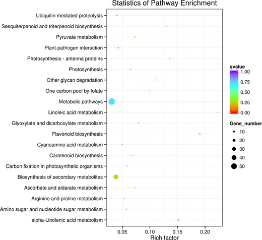Top 20 enriched KEGG pathways between BD and YS