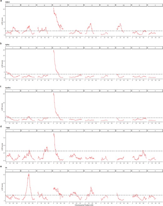 On the top of each panel are the chromosome numbers, and the x-axis is showing the positions of the SNP markers in centimorgans (cM). The y-axis is presenting the logarithm of the odds (LOD) scores from the interval mapping analysis. The panels are presented as following: DBW (a), NPH (b), NHPH (c), Yield (d) and PI (e). The dotted line represents the LOD score threshold of 3.1 (p-values < 0.05)