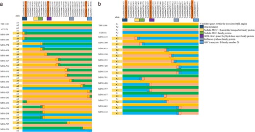 a Trees showing recombination events between the maternal haplotypes, b trees showing recombination events between the paternal haplotypes. Maternal and paternal haplotypes are shown at the top of each panel. We highlighted the position where the recombination events are occurring. Boxes indicate the locations of the candidate genes at the top of each panel