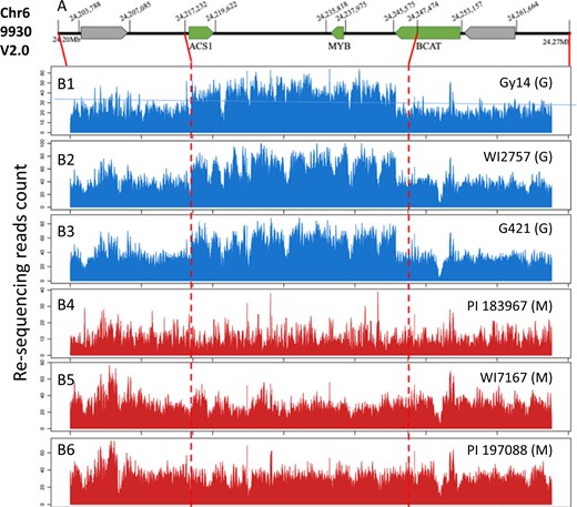 a This region has ~30 kb in the monecious line 9930 with three predicted genes (coordinates based on V2.0). b Alignment of re-sequencing reads against the 30-kb region reveals an extra copy in gynoecious (G) lines (B1–B3), but not in monecious (M) lines (B4–B6). Vertical red dotted lines delimit the CNV region