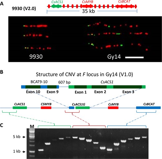 a Fiber FISH analysis reveals a tandem duplicate of 30-kb region in Gy14 as compared with the monecious 9930 cucumber. The green signals are from probes of CsACS1 genomic DNA sequence, and the red signals are from pooled 17 probes from other sequences in the 30-kb region (up). The approximate targeting positions of 19 probes are shown as green and red oval spots. Three representative DNA fibers of Gy14 and 9930 are shown (down). Bar = 10 µm. b Genomic structure of the F locus in Gy14. The exons 9 and 10 of the CsBCAT gene is part of the second copy of CsACS1, which are collectively called CsACS1G. c One-end anchored PCR is used to analyze the continuity of the F locus in the 5’ end (green), 3′ end (blue), and ‘junction point) (brown). M = DNA size ladder
