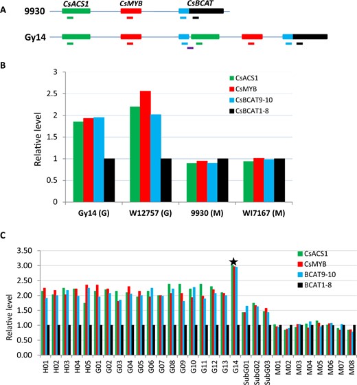 a Targets regions for qPCR. Green, red, blue and black horizontal bars represent genomic region of CsACS1, CsMYB, exons 9–10, and 1–8 of the CsBACT genes, respectively. Copy numbers of different regions revealed by qPCR among four representative gynoecious and monecious lines, as well as 30 additional cucumber varieties are shown in b and c, respectively. Each data point in c is the mean of seven replications that was normalized to that for exons 1–8 of the CsBCAT gene. In c, asterisk indicates the gynoecious line AM297 (G14) that contains three copies of the 30-kb region at F locus. In each line name, H = hermaphroditic, G = gynoecious, M = monecious. Asterisk indicates the gynoecious line AM297, of which CNVs value is 3