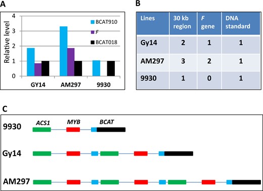 a and b copy number of different regions of the F locus in Gy14, 9930, and AM297 revealed by genomic DNA qPCR. c Diagrams of the F locus structure in the three cucumber lines. The purple bars indicate copy numbers of the ‘junction region’