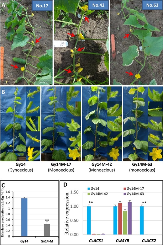 a Three representative ‘gynoecy-loss’ mutant lines (Nos. 17, 42, and 63) identified in the field among ~2,400 Gy14 gynoecious plants (red arrows show some male flowers). b Segregation of monecious plants among selfed progeny of three mutant plants (gynoecious Gy14 to the left as control). c Comparison of ethylene release rate between Gy14 and Gy14-M (mean of three mutant lines). d. Comparison of expression level of two genes (CsACS1 and CsMYB) in the F locus and CsACS2 in Gy14 and three monecious mutant lines. Error bars represent the SD from three biological replicates, and asterisks (**) indicate significant differences at P < 0.01