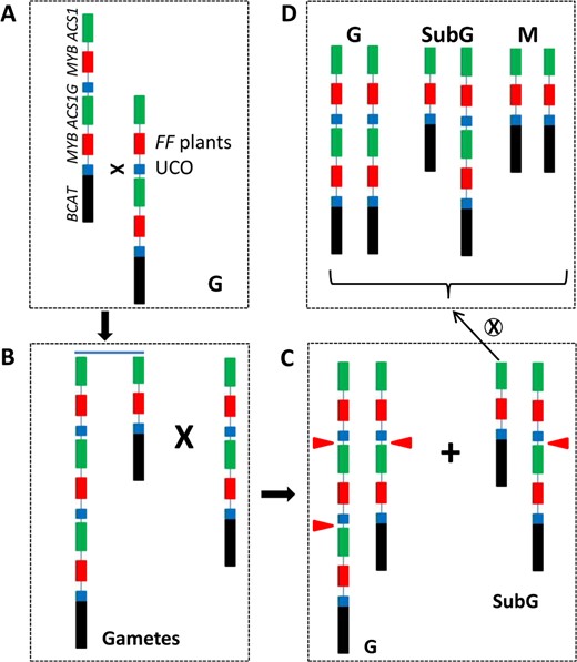 a At meiosis, UCO between the two copies results in two types of gametes with single or triple copies of the 30-kb region. b Self-pollination among gynoecious plants carrying the two types of gametes produces gynoecious (G, three F genes) and subgynoecious (SubG, equivalent of Ff heterozygotes) plants. c Self-pollinated progeny of SubG plants will segregate for G, SubG, and monecious (M) plants. d The illustrated genomic structure is same as in Fig. 3a. Red triangles show the F gene