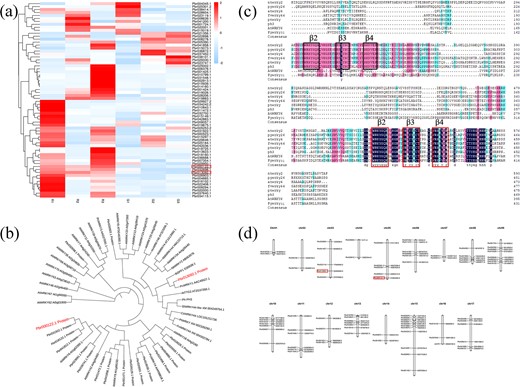 a WRKY gene transcript abundance in ‘Starkrimson’ (Pyrus communis L.) and its green mutant at different developmental stages. R1, R2, and R3 indicate the 40, 55, and 85 DAFB samples of the red-skinned pear of ‘Starkrimson’; G1, G2, and G3 indicate the 40, 55, and 85 DAFB samples of the green mutant of ‘Starkrimson’. b WRKY genes of different species are analyzed in the phylogenetic tree. The analysis of the alignments of the C-terminal WRKY domain was performed using the neighbor-joining method by the MEGA7 Program. c Multiple sequence alignment of AtWRKY4 (At1g13960.1), PhPh3 (AMR43368), FvWRKY44 (XM_004302784.1), NtWRKY2 (AB063576), PtWRKY (XM_002326290.1), PyWRKY26 (Pbr013092.1), PyWRKY31 (Pbr000122.1) and AtWRKY6 (At3g58710). Identical, conserved and similar residues are shown in black, red and blue. WRKY-DNA domains are shown in squares with β2, β3, and β4. d Chromosomal localization of the WRKY genes in pear