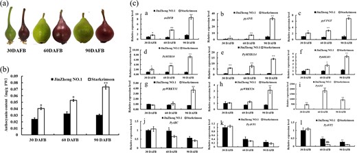 a The appearance of the ‘JinZheng No. 1’ and ‘Starkrimson’ pears at 30, 60, and 90 DAFB. b Determination of the anthocyanin contents in the ‘Starkrimson’ and ‘JinZheng No. 1’ pears at 30, 60, and 90 DAFB. c The expression level was analyzed by RT-qPCR for anthocyanin metabolic structural and regulatory genes. Significant differences are indicated at the level of P < 0.05 with lowercase letters. Highly significant differences are shown with uppercase letters (P < 0.01). Error bars are shown with the three biological replicates