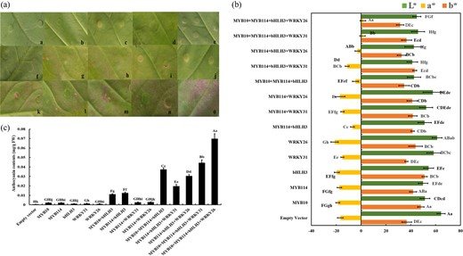 a The appearance of tobacco leaves 5 d after injection: a, pSAK277; b, PyMYB10; c, PyMYB114; d, PybHLH3; e, PyWRKY31; f, PyWRKY26; g, PyMYB10 + PybHLH3; h, PyMYB114 + PybHLH3; i, PyMYB114 + PyWRKY31; j, PyMYB114 + PyWRKY26; k, PyMYB10 + PyMYB114 + PybHLH3; l, PyMYB114 + PybHLH3 + PyWRKY31; m, PyMYB114 + PybHLH3 + PyWRKY26; n, PyMYB10 + PyMYB114 + PybHLH3 + PyWRKY31; o, PyMYB10 + PyMYB114 + PybHLH3 + PyWRKY26. b Differences in color are shown with the values of L*, a*, and b*. Significant differences are indicated at the level of P < 0.05 with lowercase letters. Highly significant differences are shown at the level of P < 0.01 with uppercase letters. Error bars are shown for six biological replicates. c Determination of the total anthocyanin contents in tobacco leaves with induced coloration