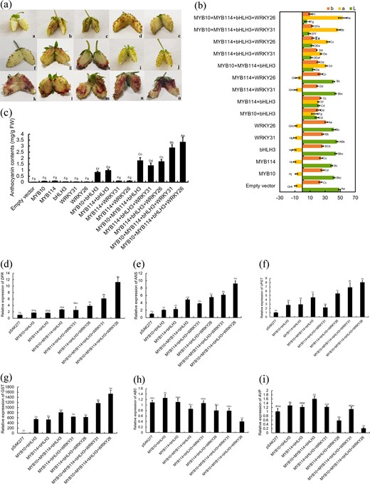 a The appearance of the strawberry receptacles 5 d after infiltration: a, pSAK277; b, PyMYB10; c, PyMYB114; d, PybHLH3; e, PyWRKY31; f, PyWRKY26; g, PyMYB10 + PybHLH3; h, PyMYB114 + PybHLH3; i, PyMYB114 + PyWRKY31; j, PyMYB114 + PyWRKY26; k, PyMYB10 + PyMYB114 + PybHLH3; l, PyMYB114 + PybHLH3 + PyWRKY31; m, PyMYB114 + PybHLH3 + PyWRKY26; n, PyMYB10 + PyMYB114 + PybHLH3 + PyWRKY31; o, PyMYB10 + PyMYB114 + PybHLH3 + PyWRKY26. b Differences in color are shown with the values of L*, a* and b*. Significant differences are indicated at the level of P < 0.05 with lowercase letters, and highly significant differences are shown at the level of P < 0.01 with uppercase letters. Error bars are based on six biological replicates. c Determination of the total anthocyanin contents. Error bars are based on three biological replicates. d–i RT-qPCR analysis of the expression levels of the genes FvDFR, FvANS FvUFGT, FvGST, FvABC transporter and FvAVP. Significant differences are indicated at the level of P < 0.05 with lowercase letters. Highly significant differences are indicated with uppercase letters at P < 0.01. Error bars show the SEs of the means (n = 3)