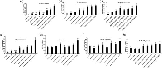 The dual-luciferase reporter assay verified that PyMYB10, PyMYB114, PybHLH3 and PyWRKY26/PyWRKY31 cotransformation induces the activity of the PyDFR (a), PyANS (b), PyUFGT (c), PyGST (d), PyABC transporter (e) and PyAVP1/2 (f, g) promoters. The LUC/REN value was used to express promoter activity. Error bars represent the SEs for three replicate reactions