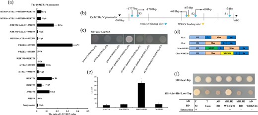 a The dual-luciferase reporter assay verifying PybHLH3 and PyWRKY26 cotransactivation activity. b A schematic of the PyMYB114 promoter. The bar segments were analyzed by using the PLACE and PlantCare databases and are divided by solid lines (S1–S3). c Yeast one-hybrid assays between PybHLH3/PyWRKY26 and the PyMYB114 promoter. Positive colonies indicated strong specific interactions with the PyMYB114 promoter segments. The colony name indicates the bait segment, and prey vectors were used. d Model of the NLuc, CLuc and NLuc/CLuc constructs. e Firefly luciferase complementation assays in young tobacco leaves. Error bars are shown with six biological replicates. **P < 0.01. f Verification of the interaction of PyWRKY26 and PybHLH3 in vivo
