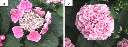 a Lacecap inflorescence; b mophead inflorescence. Photos: L. Alexander, 09 June 2016, McMinnville, TN
