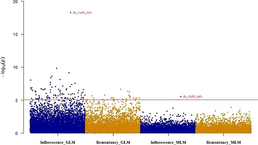 Manhattan plot of inflorescence type and remontancy in two simulation models (GLM and MLM) resulting from GBS-GWAS with 5803 SNPs in Hydrangea macrophylla