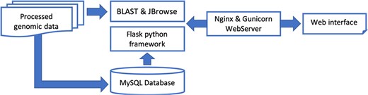 In short, processed genomic data are stored in a MySQL database on the server. A Flask framework-based website was built for visitors to utilize and download our data