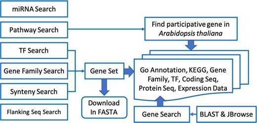 Scientists can use BLAST and JBrowse to find the homologous gene and its position and then use Gene Search to obtain related information. In addition, scientists can also utilize six search functions to obtain the desired information (left diagram). The DNA or protein sequences of the query gene set in FASTA format are also available for download