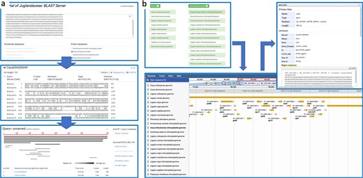 Scientists can search for Juglandaceae homologous genes by using a the BLAST function. Scientists are also able to visualize the location of the query gene in the genome with the help of b JBrowse