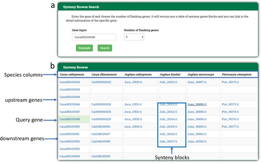 Scientists can look for the syntenic genes of Juglandaceae by a entering a gene identifier and deciding the number of flanking genes to be presented in the Synteny Browse Search. The PJU will return b a table of syntenic gene blocks between Juglandaceae species to scientists