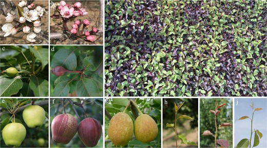 a, c, e, and h respectively show flowers, young fruits, mature fruits, and new shoots of “Zaosu”; b, d, f, and i respectively show flowers, young fruits, mature fruits, and new shoots of “Zaosu Red”; g and j respectively show fruits and new shoots of “Kuala Pear”; k shows seedlings of “Kuala Pear” × “Zaosu Red”