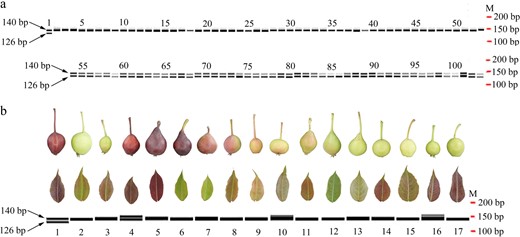 a PCR amplification results of the leaves of “Zaosu Red”, “Zaosu”, “Kuala Pear”, and green and red F1 plants. The maps were generated using LabChip GX Reviewer v5.4 (Perkin-Elmer, USA). M represents “Marker”, and the numbers 1, 2, 3, 4–53, and 54–103 above the bands represent “Zaosu Red”, “Zaosu”, “Kuala Pear”, green F1 plants, and red F1 plants, respectively. b PCR amplification results of the leaves of 18 different cultivars/strains. The band maps were generated using LabChip GX Reviewer v5.4. The numbers below the bands from 1 to 17 represent “Zaosu Red”, “Zaosu”, “Kuala Pear”, “N3-1”, “Red Anjou”, “Red Comice”, “Zhongaihongli”, “Bayuehong”, “Wenshanghongli”, “Pingguoli”, “Jinxiang”, “Zaojinxiang”, “4X Yali”, “Huangguan”, “Dangshansu”, “Jinfeng”, and “E1-2”, respectively. The leaves and fruits of these cultivars/strains are shown above the corresponding bands. Among these fruits, 1 and 4–6 are fully red, 7–9 are partly red, 3 and 10–11 are reddish, and 2 and 12–17 are fully green