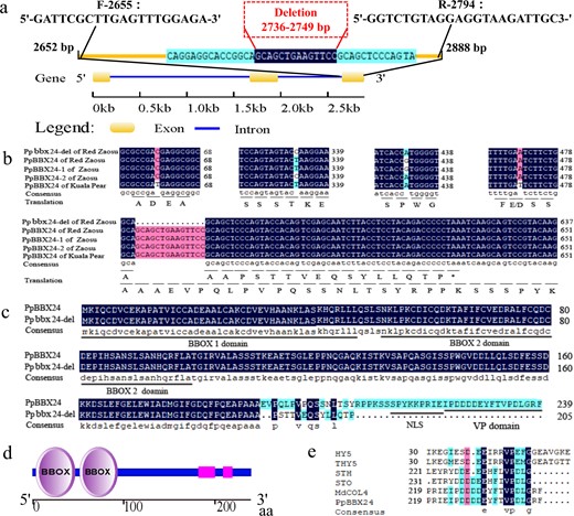 a Gene structure and deletion and primer locations of PpBBX24. The gene structure schematic was generated using GSDS 2.0 (http://gsds.cbi.pku.edu.cn/). The letters F and R represent the forward and reverse primers, respectively, and the numbers behind them represent the gene sequence order of the first nucleotide at the 5ʹ terminus of each primer. b CDS alignment and translation of PpBBX24 and Ppbbx24-del in the three cultivars. c Protein sequence alignment of PpBBX24 and Ppbbx24-del in “Zaosu Red”. d Schematic of the conserved domains of PpBBX24, generated using SMART (http://smart.embl-heidelberg.de/). e Alignment of the VP domains of PpBB24, HY5 (GenBank: BAA21327.1), THY5 (GenBank: AJ011914.1), STO (GenBank: X95572), STH (GenBank: AF323666), and MdCOL4 (GenBank: ADL36673.1).