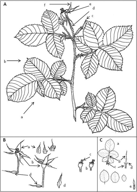 Details of different parts of the leaves and flowers of the Narcea variety. a Inflorescence with leaves (a) folioles (b) bract (c) pedicel (d) hypanthium (e), sepals (f). (b) (a) sepals (b) hypanthium (c) stamens (d) bract. (c) Folioles (a) united by a central vein or rachis (b) at the base of which are stipules (c) fused to the peciole except on the upper part or auricle (d). Left. bract (e) of the flower