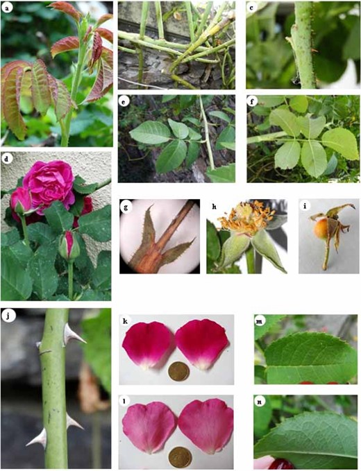 Details of different organs of the Narcea variety. Shoot with copper-coloured leaves (a), dispersed thorns (b), narrow, straight spines (c), “double” roses with purplish-red flowers (d), leaves with 5 folioles, upper surface (e), lower surface (f), stipule (g), stamens and pistil (h), false fruit or rose hip (i), upper side of petal (k), lower side of petal (i), upper side foliole (m), lower side foliole (n). Reference: 10 €cent coin