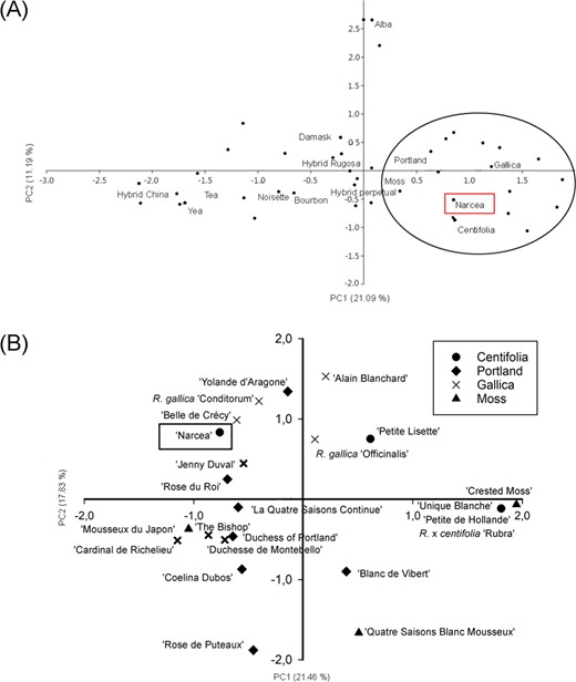 a Principal coordinates analysis scatter diagram for the Narcea and rose horticultural group (Scariot et al.)17: STMSs data. b. Principal coordinates analysis scatter diagram for the Narcea and rose cultivars belonging to the horticultural groups Gallica, Centifolia, Moss and Portland (Scariot et al.)17: STMSs data