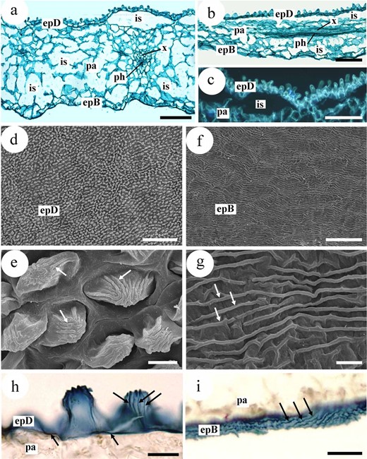 Histological study of a Narcea rose petal. a Transverse section of the petal. Between the adaxial (epD) and abaxial epidermises (epB) lies storage parenchyma (pa) with many intracellular spaces (is). Notice also xylem (x) and phloem (ph) making up a small, collateral vascular bundle. Note also the papillae on the adaxial epidermal cells. b Longitudinal section of the lamina. c Detail of the adaxial epidermis (epD) with papilliform cells of the adaxial surface. d Abundant promontories corresponding to the papillae of the epidermal cells. e Detail of ‘d’. The arrows mark striations in the cuticle of the epidermal cells. f–g Surface of abaxial epidermis. f Note the epidermal cells are not papilliform. g Detail of latter. Arrows mark cuticular striations. h, i Detection of lipids. h Lipids (arrows) in the adaxial epidermis (epD), in fact in the cuticular striations and the spaces between the papillae. i Lipids (arrows) in the striations of the abaxial epidermis (epB). a, b safranin and fast green. h, i Sudan III. a, b h, i Optical microscopy, bright field. c Epifluorescence microscopy. d–g Scanning electron microscopy. epB epidermis abaxial, epD epidermis adaxial, is intercellular space, pa storage parenchyma, ph phloem, x xylem. Bars: a–c = 100 µm, d = 200 µm, e = 10 µm, f = 50 µm, g = 5 µm, h, i = 20 µm