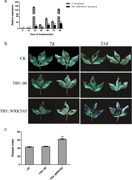 a Expression of PlWRKY65 in response to A. tenuissima before and after gene silencing. b Leaf phenotype under different treatments. c Disease index of plants treated with different treatments