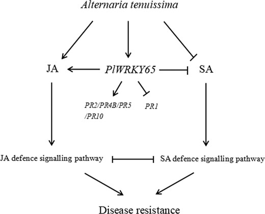 Solid lines represent the determined regulatory effect, dotted lines represent the regulatory effect of an unknown regulatory mechanism, arrows represent the facilitated effect, and short lines represent inhibition