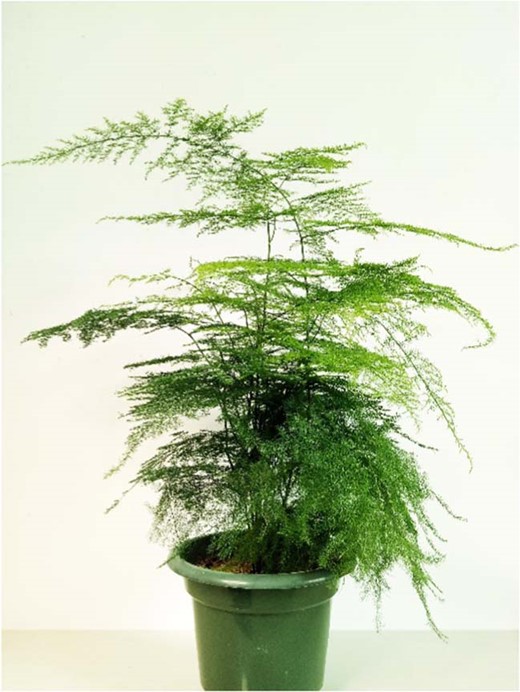 Image of an A. setaceus plant