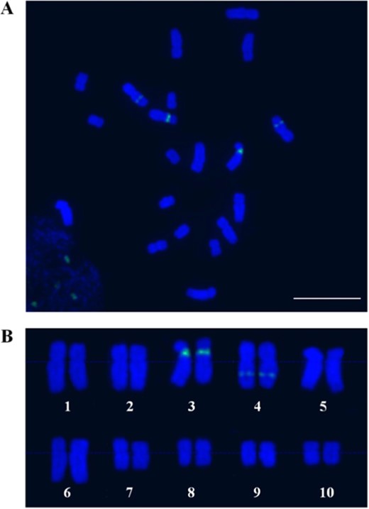 a Cytological analysis of A. setaceus chromosomes in root tip cells. b Karyotyping of A. setaceus chromosomes based on 45 S rDNA FISH. The 45 S rDNA was labeled with Chroma Tide Alexa Fluor 488 (green), and the chromosomes were counterstained with DAPI (blue). Scale bar, 10 μm