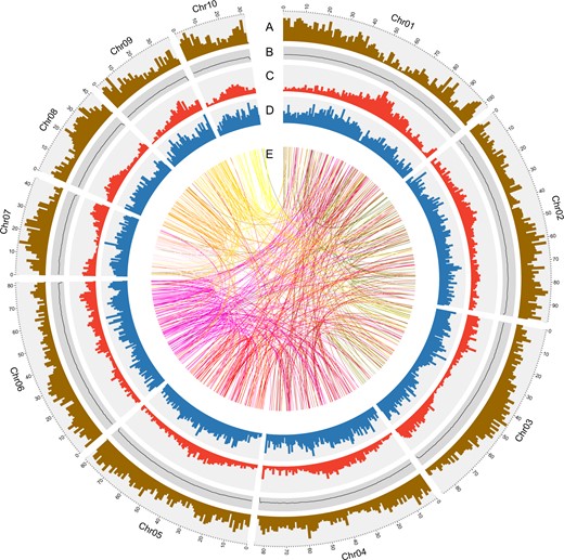 A: Gene density (brown); B: GC content (black); C: density of Gypsy retrotransposable elements (red); D: density of Copia retrotransposable elements (blue); and E: relationship between syntenic blocks, as indicated by lines