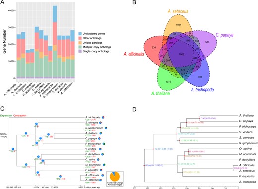 a Clusters of orthologous and paralogous gene families in A. setaceus and 12 other sequenced plant genomes. b Venn diagram representing the distribution of shared gene families among A. setaceus and four other plants (A. officinalis, A. thaliana, C. papaya, and A. trichopoda). c CAFÉ-based estimates of gene family expansions and contractions. The green and red numbers indicate expanded and contracted gene families, respectively. Conserved gene families are indicated in blue in the pi charts. MRCA represents the most recent common ancestor. d Phylogenetic tree of A. setaceus and 12 other species based on a concatenated alignment of 1002 single-copy ortholog gene sets. The tree is rooted with A. trichopoda as the outgroup