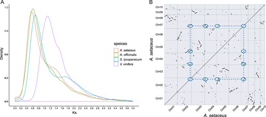 a 4DTv distribution in A. setaceus and other representative plant species. b Dot plots of paralogs in the A. setaceus genome, illustrating the two rounds of WGD events