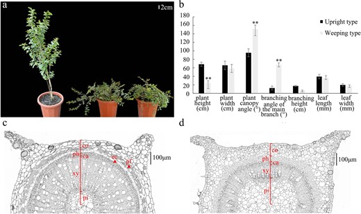 a Extremely upright and extremely weeping progenies in the BC1 population. b Analysis of seven phenotypic traits from ten extremely upright and ten extremely weeping progenies in the BC1 population. **A significant difference at P < 0.01 between the two types as determined according to the t-test. c Paraffin section of a stem from an upright line. d Paraffin section of a stem from a weeping line. ca, cambium; co, cortex; ec, endodermal cells; pf, phloem fiber; ph, phloem; pi, pith; xy, xylem.