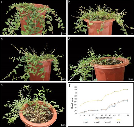 a Weeping lines after treatment with H2O. b, d Two weeping individuals 20 days after treatment with 150 mg/L GA3. c A weeping individual 35 days after treatment with 150 mg/L GA3. e Weeping individuals 45 days after treatment with 150 mg/L GA3. f Branching angle trend after GA3 treatment. “branch1,” “branch2,” and “branch3” are branches from the different weeping lines after treatment with 150 mg/L GA3. “CK” represents branches from the weeping lines after treatment with H2O.