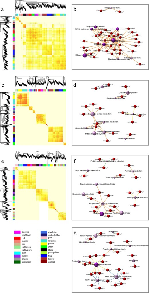a Division and heatmap of the modules in group A. b Gene network based on KEGG pathway enrichment for “turquoise” in group A (M1). c Division and heatmap of modules in group B. d Gene network based on KEGG pathway enrichment for “green” in group B (M2). e Division and heatmap of modules in group C. f Gene network based on KEGG pathway enrichment for “black” in group C (M3). g Gene network based on KEGG pathway enrichment for “turquoise” in group C (M4).