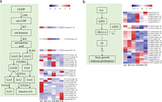 a Analysis of DEGs involved in GA synthesis. b Analysis of DEGs involved in GA signal transduction. Abbreviations: AU, upright type in group A; AW, weeping type in group A; BU, upright type in group B; BW, weeping type in group B; CU, upright type in group C; CPS, ent-copalyl diphosphate synthase; CW, weeping type in group C; ent-CDP, ent-copalyl diphosphate; GA20ox, gibberellin 20 oxidase; GA3ox, gibberellin 3-β-dioxygenase; GA2ox, gibberellin 2-β-dioxygenase; GGDP, geranylgeranyl-PP; KAO, ent-kaurenoic acid oxidase; KS, ent-kaurene synthase; KO, ent-kaurene oxidase.