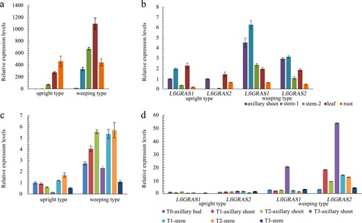 a Spatial expression analysis of LfiGA2ox. b Spatial expression analysis of LfiGRAS1 and LfiGRAS2. c Expression analysis of LfiGA2ox in different growth stages. d Expression analysis of LfiGRAS1 and LfiGRAS2 in different growth stages. stem1: from the apical first to second internodes. stem2: from the apical third to fourth internodes. T1: the two-internode stage. T2: the four-internode stage. T3: the eight-internode stage. Each bar represents the mean values of three technical repetitions and three biological replicates. Error bars were obtained from three biological replicates.