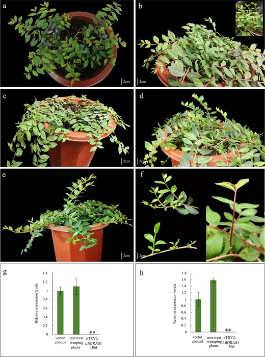 a Non-treated weeping plant. bLfiGRAS1-silenced plants 30 days after infection. c Vector control plant (infected by pTRV1 and pTRV2). dLfiGRAS1-silenced plants 50 days after infection. eLfiGRAS1-silenced plants. f Branches from LfiGRAS1-silenced plants. g Expression analysis of LfiGRAS1 30 days after infection. h Expression analysis of LfiGRAS1 50 days after infection. Asterisks indicate that the gene was significantly upregulated or downregulated according to the t-test (*P < 0.05 and **P < 0.01).