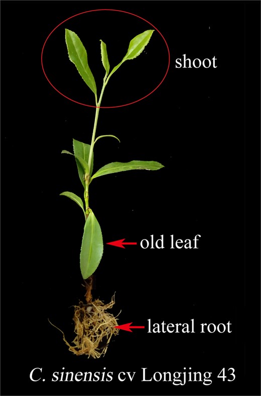 Two-year-old cutting of a tea plant (Camellia sinensis cv. “Longjing 43”)