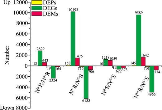 Statistics for the DEGs, DEPs and DEMs in the N6−R/N6+R, N6−S/N6+S, N6+R/N6+S and N6−R/N6−S groups