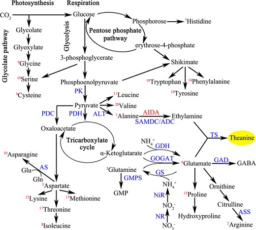 Schematic of 20 free proteinogenic amino acids and the theanine biosynthesis pathway in the tea plant. Note: The 20 free proteinogenic amino acids are marked with red numbers in the top left corner