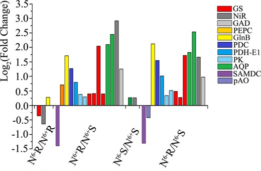 Expression profiles of the DEPs involved in theanine metabolism